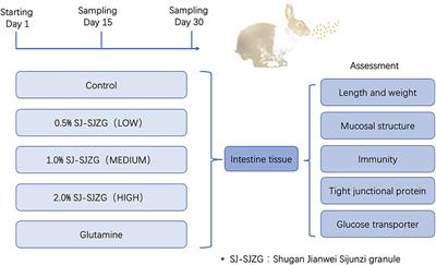 Modified Sijunzi granule decreases post-weaning diarrhea in Rex rabbits via promoting intestinal development